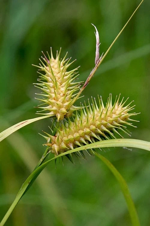 Shallow Sedge (Carex Lurida) - 8 Pack Of 1 Gallon Pots 8 Shallow Sedge (Carex Lurida) - 8 Pack Of 1 Gallon Pots - Image 6