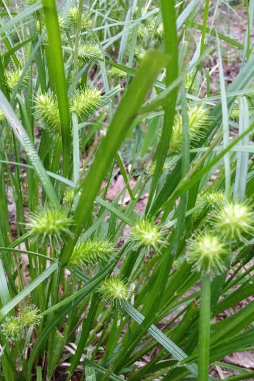 Shallow Sedge (Carex Lurida) - 8 Pack Of 1 Gallon Pots 9 Shallow Sedge (Carex Lurida) - 8 Pack Of 1 Gallon Pots - Image 7
