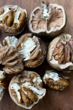 Shellbark Hickory Tree (Carya Laciniosa) - 3 Gallon Pot -Deals Sapling Whisper Store carya laciniosa shellbark hickory 3