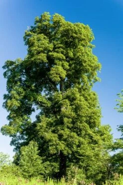 Shellbark Hickory Tree (Carya Laciniosa) - 3 Gallon Pot -Deals Sapling Whisper Store carya laciniosa shellbark hickory 4