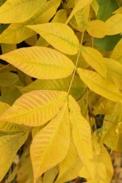 Shellbark Hickory Tree (Carya Laciniosa) - 3 Gallon Pot -Deals Sapling Whisper Store carya laciniosa shellbark hickory 5