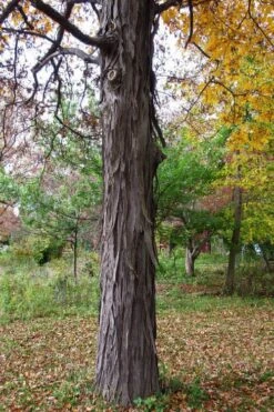 Shagbark Hickory Tree (Carya Ovata) - 3 Gallon Pot -Deals Sapling Whisper Store carya ovata shagbark hickory tree 1
