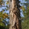 Shagbark Hickory Tree (Carya Ovata) - 3 Gallon Pot -Deals Sapling Whisper Store carya ovata shagbark hickory tree bark 1