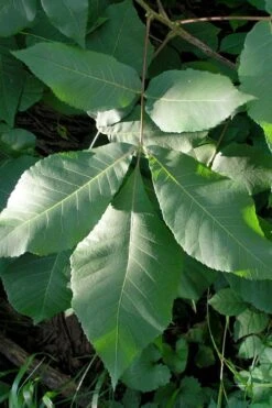 Shagbark Hickory Tree (Carya Ovata) - 3 Gallon Pot -Deals Sapling Whisper Store carya ovata shagbark hickory tree leaves 3