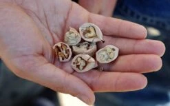 Shagbark Hickory Tree (Carya Ovata) - 3 Gallon Pot -Deals Sapling Whisper Store carya ovata shagbark hickory tree nuts 4