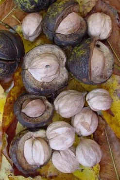 Shagbark Hickory Tree (Carya Ovata) - 3 Gallon Pot -Deals Sapling Whisper Store carya ovata shagbark hickory tree nuts 5