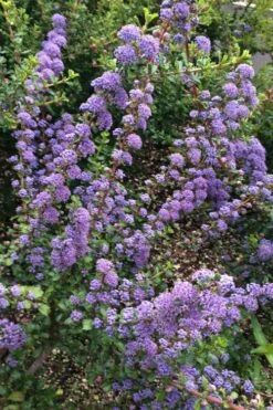 Blue Jeans Mountain Lilac (Ceanothus) - 2 Gallon Pot -Deals Sapling Whisper Store ceanothus blue jeans california lilac 1