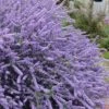 Blue Jeans Mountain Lilac (Ceanothus) - 2 Gallon Pot 1 Blue Jeans Mountain Lilac (Ceanothus) - 2 Gallon Pot -Deals Sapling Whisper Store ceanothus blue jeans california lilac 5