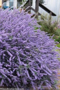 Blue Jeans Mountain Lilac (Ceanothus) - 2 Gallon Pot