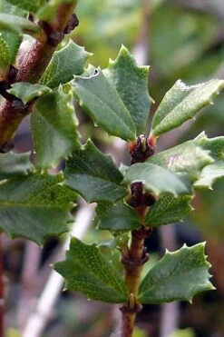 Blue Jeans Mountain Lilac (Ceanothus) - 2 Gallon Pot -Deals Sapling Whisper Store ceanothus blue jeans california lilac 7