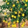 Meyer Lemon Tree (Citrus X Meyeri) - 5 Gallon Pot -Deals Sapling Whisper Store citrus meyeri meyer lemon tree 6