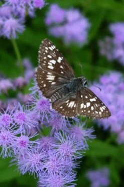 Hardy Ageratum (Blue Mistflower) - 1 Gallon Pot -Deals Sapling Whisper Store conoclinum coelestinum hardy ageratum blue mistflower 1