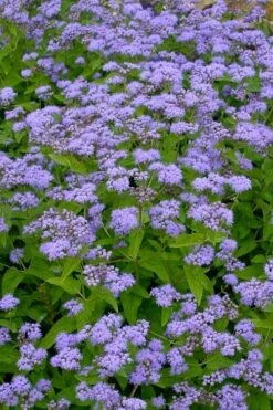 Hardy Ageratum (Blue Mistflower) - 1 Gallon Pot -Deals Sapling Whisper Store conoclinum coelestinum hardy ageratum blue mistflower 3