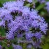 Hardy Ageratum (Blue Mistflower) - 1 Gallon Pot -Deals Sapling Whisper Store conoclinum coelestinum hardy ageratum blue mistflower 4