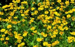 Dwarf Mouse Ear Coreopsis - 1 Gallon Pot -Deals Sapling Whisper Store coreopsis auriculata nana mouse ear 3