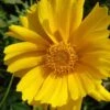 Lanceleaf Coreopsis (Tickseed) - 1 Gallon Pot -Deals Sapling Whisper Store coreopsis lanceolata 17
