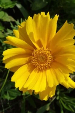 Lanceleaf Coreopsis (Tickseed) - 1 Gallon Pot