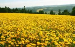 Lanceleaf Coreopsis (Tickseed) - 1 Gallon Pot -Deals Sapling Whisper Store coreopsis lanceolata 21