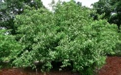 Silky Dogwood (Cornus Amonium) - 2 Gallon Pot -Deals Sapling Whisper Store cornus amonium silky dogwood 10