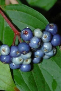 Silky Dogwood (Cornus Amonium) - 2 Gallon Pot -Deals Sapling Whisper Store cornus amonium silky dogwood berries 1