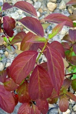 Silky Dogwood (Cornus Amonium) - 2 Gallon Pot -Deals Sapling Whisper Store cornus amonium silky dogwood fall leaves 2