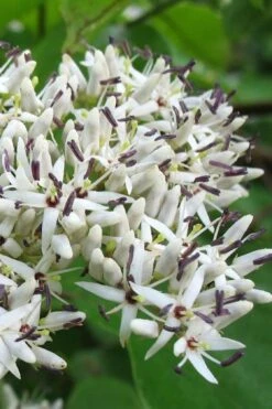 Silky Dogwood (Cornus Amonium) - 2 Gallon Pot