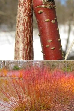 Silky Dogwood (Cornus Amonium) - 2 Gallon Pot -Deals Sapling Whisper Store cornus amonium silky dogwood stems 1