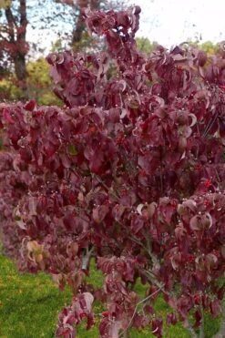 Cloud 9 Dogwood Tree - 1 Gallon Pot 11 Cloud 9 Dogwood Tree - 1 Gallon Pot -Deals Sapling Whisper Store cornus florida cloud 9 dogwood 4