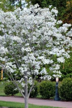 Cloud 9 Dogwood Tree - 1 Gallon Pot 10 Cloud 9 Dogwood Tree - 1 Gallon Pot -Deals Sapling Whisper Store cornus florida cloud 9 dogwood 5