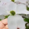 Cloud 9 Dogwood Tree - 1 Gallon Pot -Deals Sapling Whisper Store cornus florida cloud 9 dogwood 8