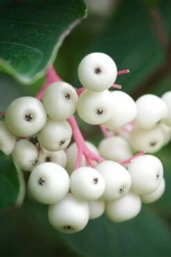 Gray Dogwood (Cornus Racemosa) - 3 Pack Of 1.5 Quart Pots