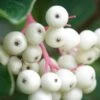 Gray Dogwood (Cornus Racemosa) - 3 Gallon Pot -Deals Sapling Whisper Store cornus racemosa gray dogwood berries 3
