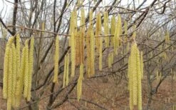 American Hazelnut Filbert (Corylus Americana) - 3 Pack Of 1.5 Quart Pots 15 American Hazelnut Filbert (Corylus Americana) - 3 Pack Of 1.5 Quart Pots -Deals Sapling Whisper Store corylus american american hazelnut fall leaves 10 1