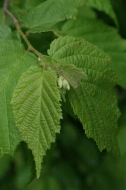 American Hazelnut Filbert (Corylus Americana) - 3 Pack Of 1.5 Quart Pots 17 American Hazelnut Filbert (Corylus Americana) - 3 Pack Of 1.5 Quart Pots -Deals Sapling Whisper Store corylus american american hazelnut fall leaves 12 1