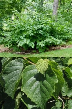 American Hazelnut Filbert (Corylus Americana) - 3 Pack Of 1.5 Quart Pots 14 American Hazelnut Filbert (Corylus Americana) - 3 Pack Of 1.5 Quart Pots -Deals Sapling Whisper Store corylus american american hazelnut fall leaves 13 1