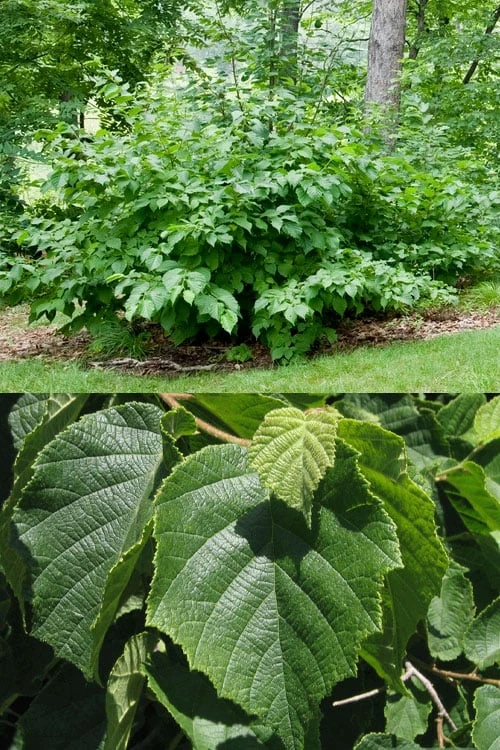 American Hazelnut Filbert (Corylus Americana) - 3 Pack Of 1.5 Quart Pots 6 American Hazelnut Filbert (Corylus Americana) - 3 Pack Of 1.5 Quart Pots - Image 4