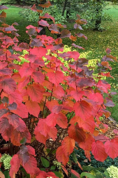 American Hazelnut (Filbert) - 1 Gallon Pot 3 American Hazelnut (Filbert) - 1 Gallon Pot