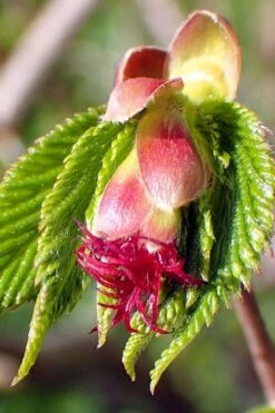 American Hazelnut (Filbert) - 1 Gallon Pot 16 American Hazelnut (Filbert) - 1 Gallon Pot -Deals Sapling Whisper Store corylus american american hazelnut fall leaves 8
