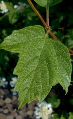 Cranberry Viburnum (Highbush) - 3 Gallon Pot 12 Cranberry Viburnum (Highbush) - 3 Gallon Pot -Deals Sapling Whisper Store cranberry viburnum 2