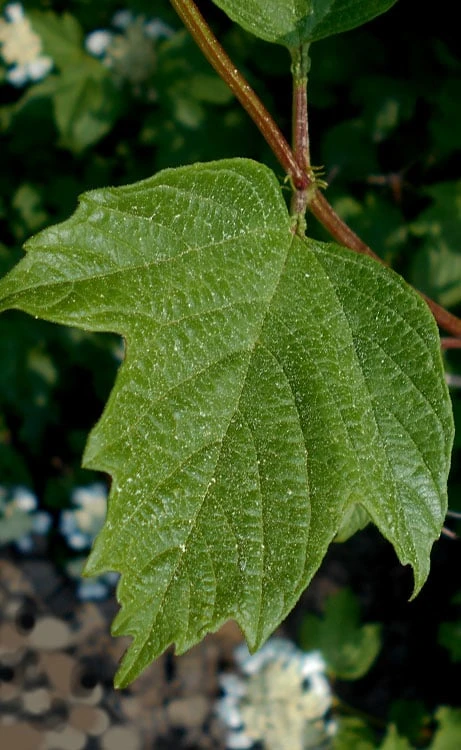 Cranberry Viburnum (Highbush) - 3 Gallon Pot 7 Cranberry Viburnum (Highbush) - 3 Gallon Pot - Image 5