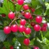 Cranberry Viburnum (Highbush) - 3 Gallon Pot -Deals Sapling Whisper Store cranberry viburnum 3