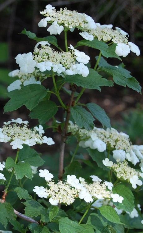 Cranberry Viburnum (Highbush) - 3 Gallon Pot 5 Cranberry Viburnum (Highbush) - 3 Gallon Pot - Image 3