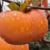 Fuyu Persimmon Tree - 7 Gallon Pot (4-5') 1 Fuyu Persimmon Tree - 7 Gallon Pot (4-5') -Deals Sapling Whisper Store diospyros kaki fuyu persimmon tree 10 1