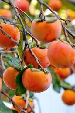 Fuyu Persimmon Tree - 3 Gallon Pot -Deals Sapling Whisper Store diospyros kaki fuyu persimmon tree 3
