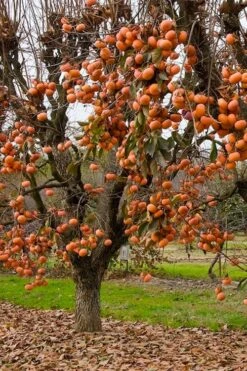 Fuyu Persimmon Tree - 7 Gallon Pot (4-5') -Deals Sapling Whisper Store diospyros kaki fuyu persimmon tree 5 1