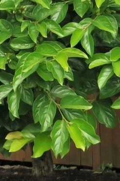 Fuyu Persimmon Tree - 3 Gallon Pot -Deals Sapling Whisper Store diospyros kaki fuyu persimmon tree 6