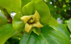 Fuyu Persimmon Tree - 3 Gallon Pot -Deals Sapling Whisper Store diospyros kaki fuyu persimmon tree 9