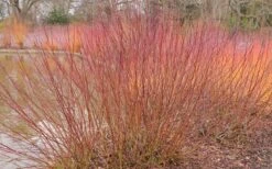 Silky Dogwood (Cornus Amonium) - 2 Gallon Pot -Deals Sapling Whisper Store dogwood silky 2 800x500 1