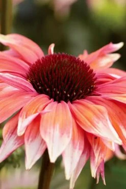 Playful Meadow Mama Coneflower (Echinacea) - 6 Pack Of 1 Gallon Pots -Deals Sapling Whisper Store echinacea playful meadow mama coneflower 1