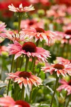 Playful Meadow Mama Coneflower (Echinacea) - 6 Pack Of 1 Gallon Pots -Deals Sapling Whisper Store echinacea playful meadow mama coneflower 4